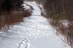 MooseTrks3_3_1